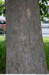 Photo Textures of Wood